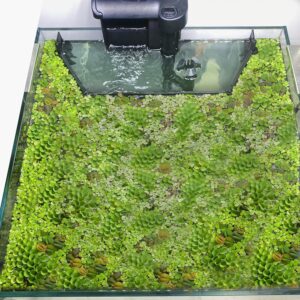 aquarium floating plant corral