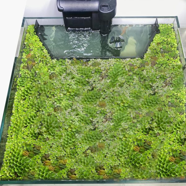 aquarium floating plant corral