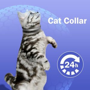 Kitten Collars Tag