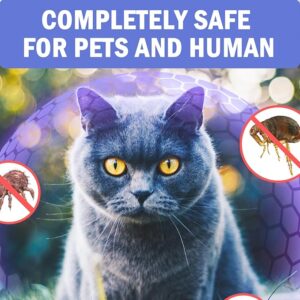 Qualihome Kitten Collar